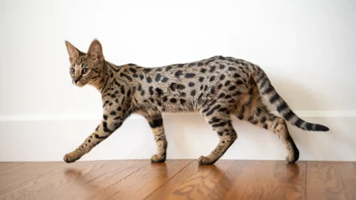 Premier Savannah Cats