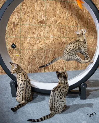 Premier Savannah Cats